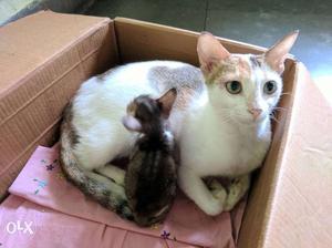 Cute mamma cat with baby kitten. location Mulund