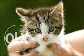 Dayal pet center - cat for sell - healthy available