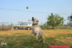 Dog hostaling services dog training centre for