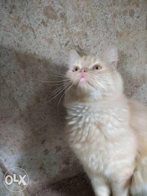 Doll Face Persian cat for s.a.l.e... 8 Month old