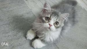 Doll face Female persian kitten