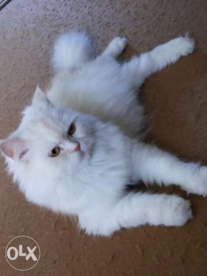 Doll face persian cats (white female & Brown