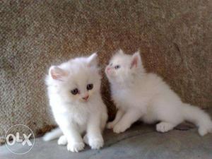 Excellent Persian Cats For Sell Trust Cats Kennel