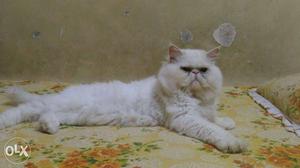 Extreme punch male persian white cat 1 yr old