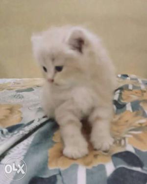 Fawn colour Persian kitten,2 months old very