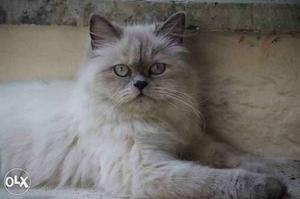 Female Himalayan Persian for sale. 10 months old