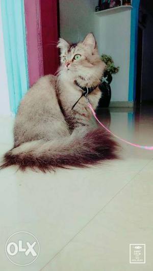 Female Persian cat 1.5 years old
