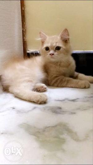 Female persian cat 2 monts old