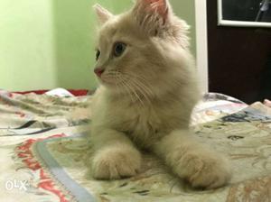 Fluffy persian kittens available