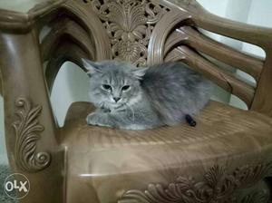 Full coated persian male cat 7 mnth urgent sale