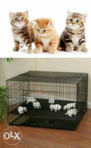 Full furry kittens avilable