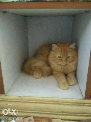 Golden Persian Kitten Male and Female Available