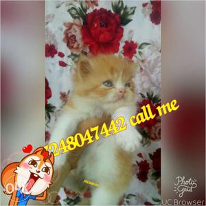 Golden color..so beautiful persion kitten for