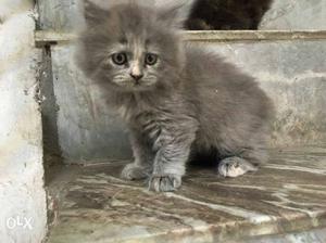Gray Russian Blue Kitten