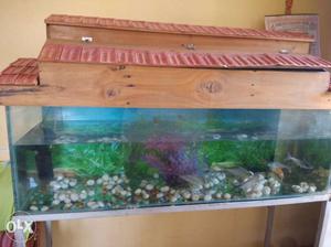 Hello 3 feet long 1 feet width fish tank, with