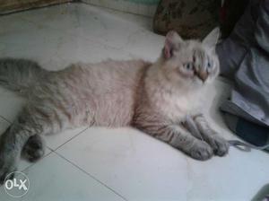 Himalayan male Persian cat good condition