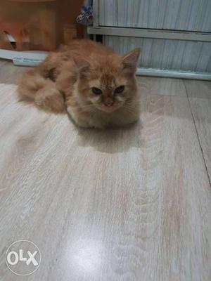 I want to sell my cat 5 months old