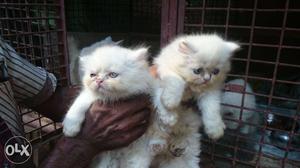 In punalur super quality punch face kittens for
