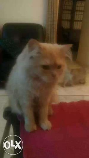 Its a doll face male persian cat litter trained 17 months
