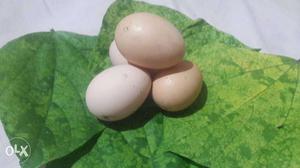 Kadaknath Hen Eggs and per egg Rs.35/-