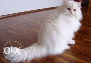 MALE Female Persian cat seven month old
