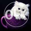 Male Persian Cat for sell in cheap price
