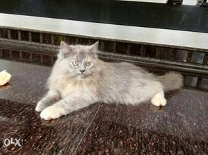 Male nd female grey persian cats