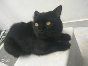 Mate Black Cat In Hyderabad