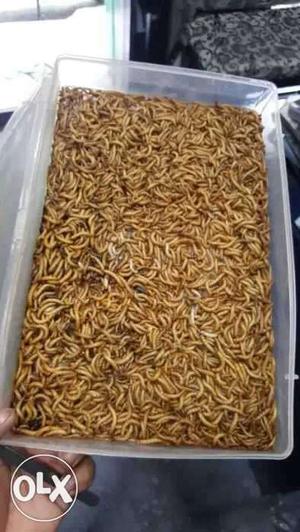 Mealworms 100pices just 150rupes.. good source of