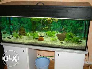 New 2 feet and 3 feet Aquarium only for  only.