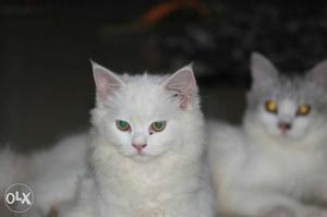 One year old fullwhite female dolfase