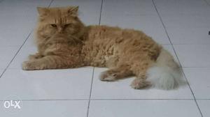 Orange Short Coated male cat available for mating