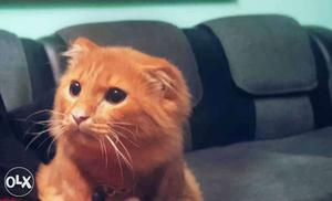 Orange doll face persion cat male. 10 months old. 3.5kg.