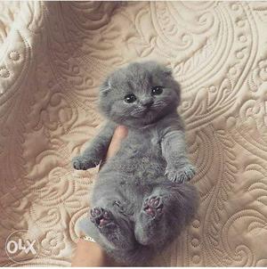 Original female persian kitty..