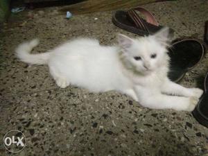 Parsian kittens three month B. female and W. male full