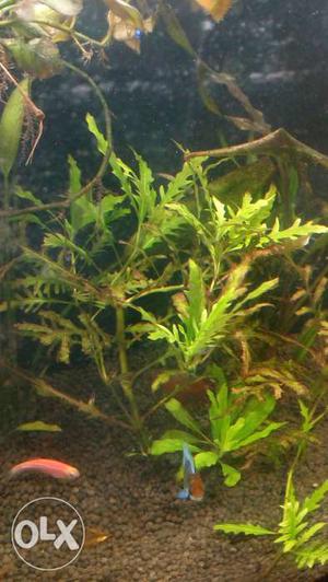 Per stem of live plant for aquarium -Rs. 50.
