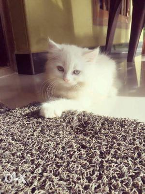 Perasian cat Semi punch 3 month old contact