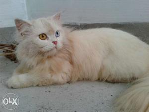 Percian cat semi punch,female,one year old