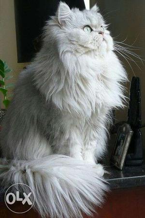 Persia cat