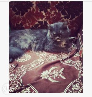 Persian Cat Punched face Price negotiable