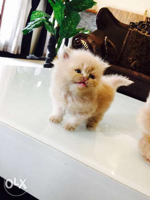 Persian Cats for Sale Age- 1 Month 15days Color-