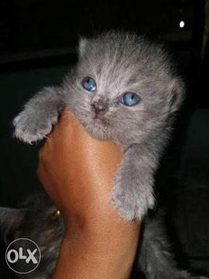 Persian Gray Smooth Coated Kitten