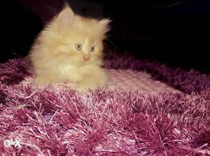 Persian Kitten