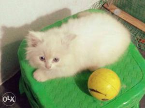 Persian cat 2months white male kakknad cochin
