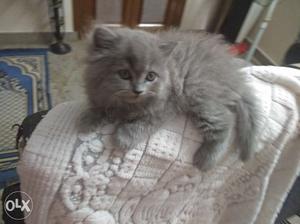 Persian cat, Doll faced, 3 months old