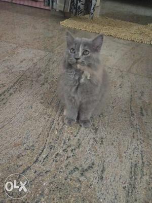 Persian cat, Doll faced, 3 months old,male,price