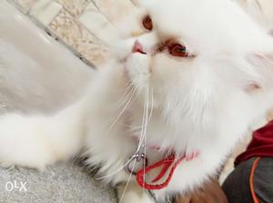 Persian cat.female. Extra heavy bone. White in