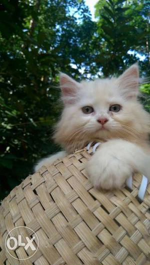 Persian cat female kitten.toilet trained.good