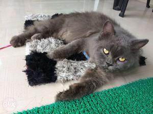 Persian cat for sale male doll face