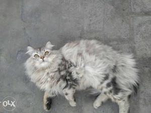 Persian cat imported from Saudi Arabia..